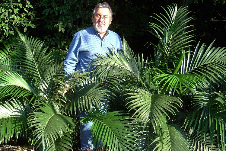 Chamaedorea Cataractarum